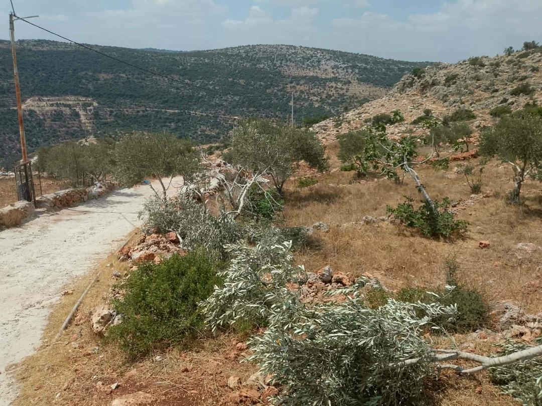 سلفيت: مستوطنون يكسرون أشجار زيتون غرب كفر الديك