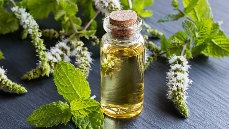 دراسة تكشف تأثيراً مفاجئاً لزيت النعناع على ضغط الدم